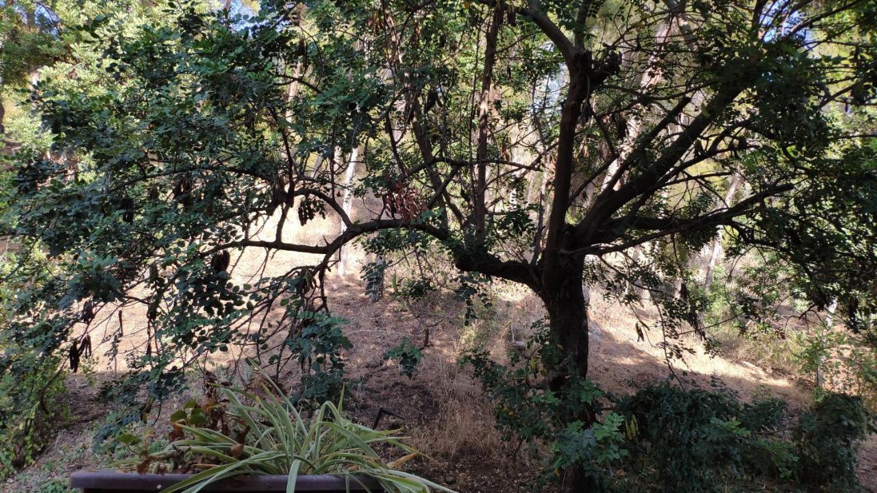 Fabulosa Casa Del Arbol Málaga Eksteriør bilde